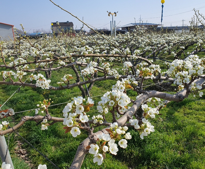 상주시, 봄철 개화기 과수화상병 사전방제 당부