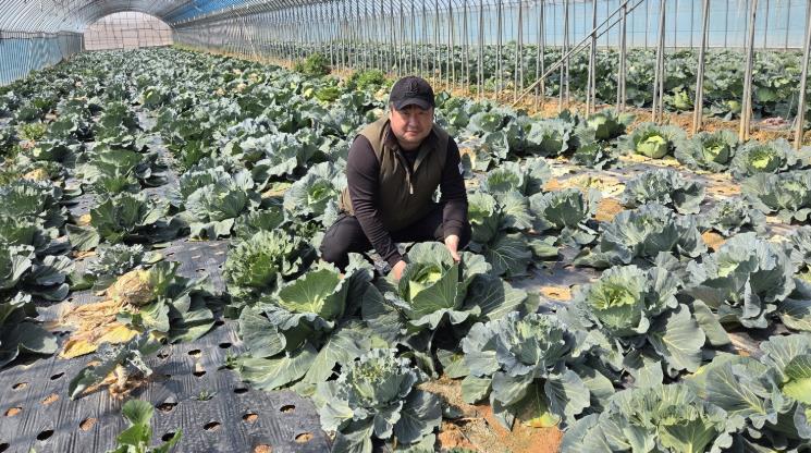 전남도, 4월 친환경농산물에 영암 ‘양배추’