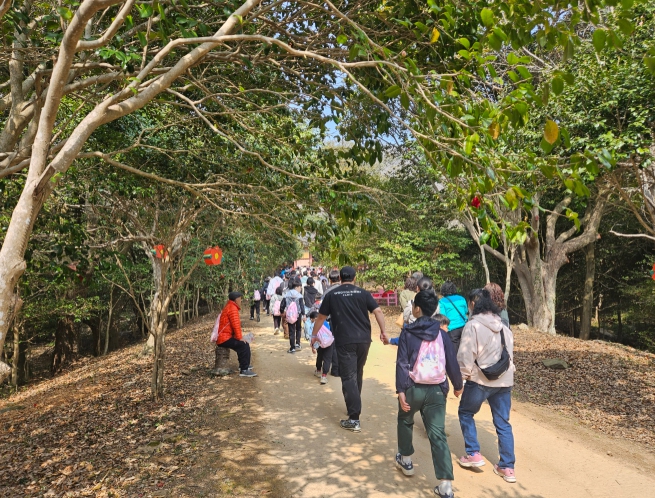 3대가 함께 걸은 ‘백련사 동백숲길’ 붉은 빛 물들였다