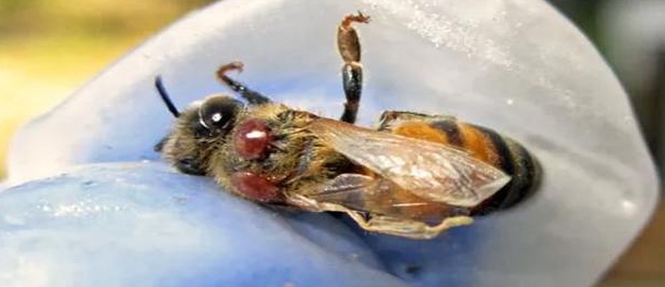 진주시, 봄철 ‘꿀벌응애류’ 집중 방제 추진