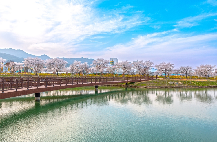 곡성군, ‘벚꽃 절정 눈앞’ 지금이 가장 좋은 시기