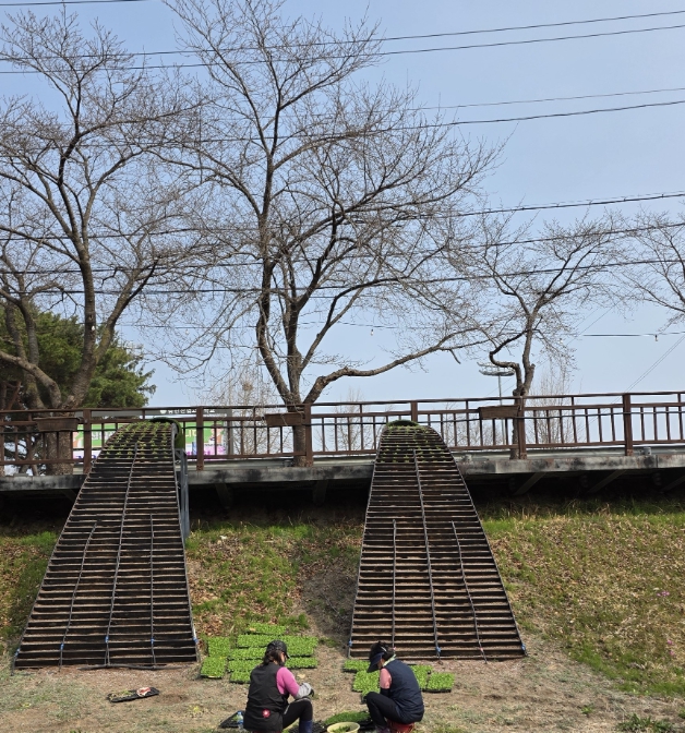 금산군농업기술센터, 금산천 데크산책로 꽃화분·꽃잔디 경관 조성 박차