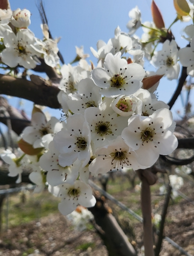 금산군농업기술센터, 과수 개화기 전후 저온 및 서리피해 주의 당부
