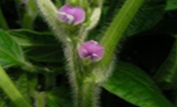 철원군, 신품종 콩 ‘대왕2호’ 육성 시범사업 본격 추진