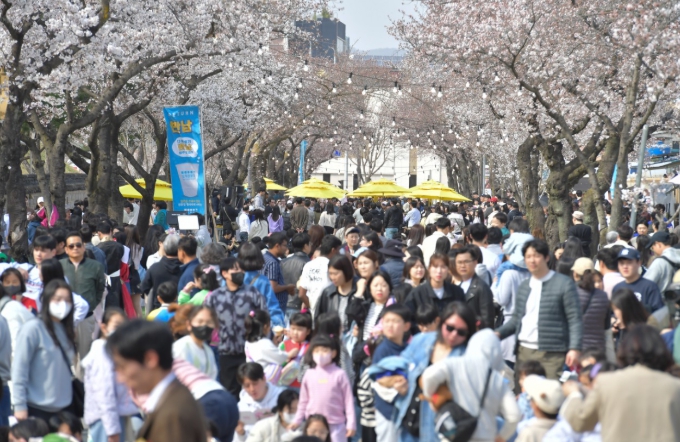 벚꽃 아래 머무는 경주… ‘대릉원 돌담길 축제’ 내달 3일 개막