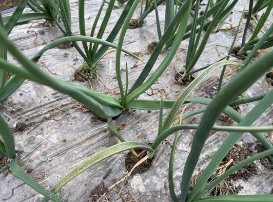 함평군, 양파 노균병 확산 우려…“기상 악화 속 초기 방제 당부”