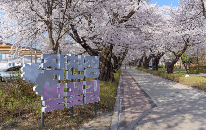 울주군, ‘제7회 울주 작천정 벚꽃축제’ 개최