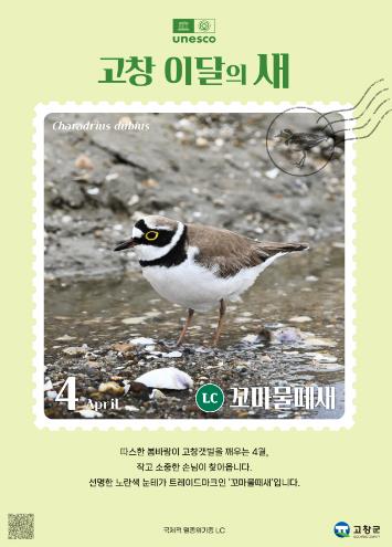 고창군, 4월 ‘고창갯벌 이달의 새’ 로 ‘꼬마물떼새’ 선정