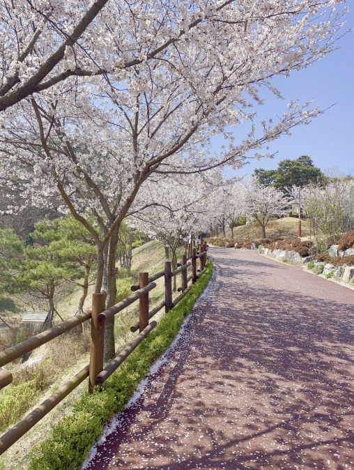 예산군, 봉수산수목원 주말 벚꽃 절정 전망