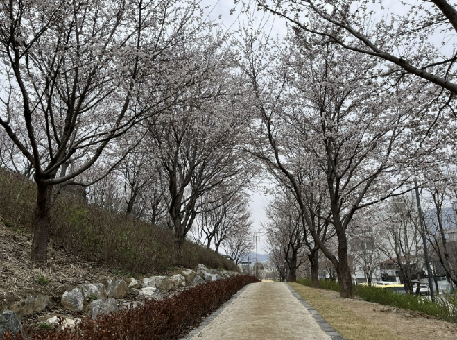 충주 사직산 '도시바람길숲' 벚꽃 절정…도심 속 봄 명소 부상