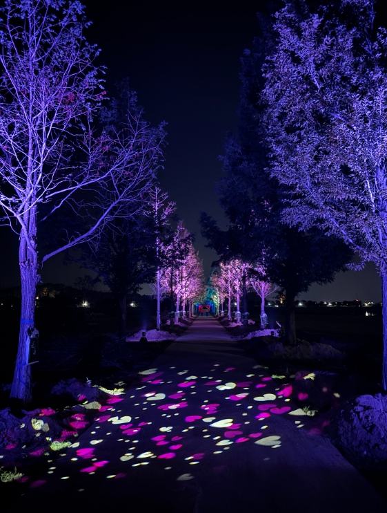 밤마다 빛으로 피어나는 강릉 메타세콰이어길