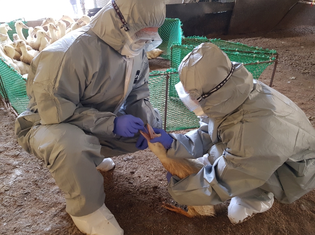 충북도, 퇴직공무원 투입해 재난성가축전염병 대응 강화