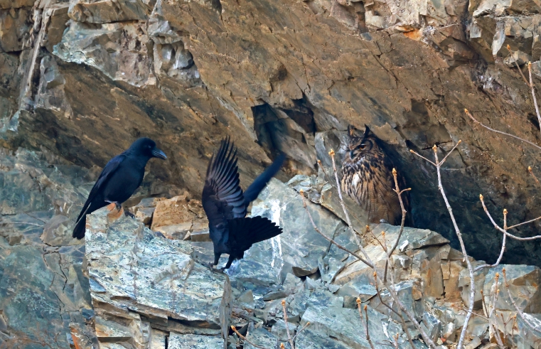 울산시 울주군 절개지 암벽서 수리부엉이 4형제 포착 
