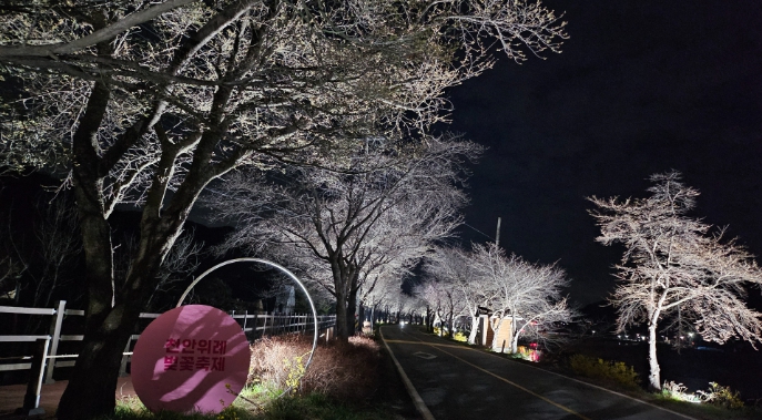 천안시 북면 “천안위례벚꽃축제 밤에도 즐겨요”