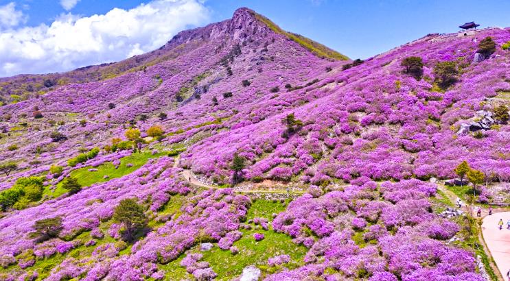 산청군, 봄 관광객 유치에 발 벗고 나섰다

