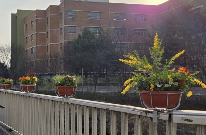 수원시 장안구, 도심 속 봄 정취 더하는 "장안구 봄빛꽃길 조성 프로젝트" 시작