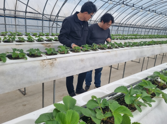 강진군, 딸기 육묘 성공 ‘어미묘 관리’에 달렸다