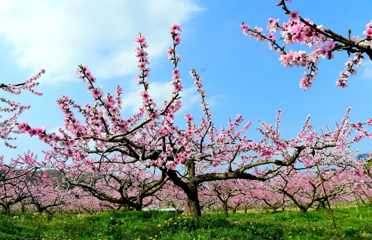 청도군, 꽃의 힘으로 키우는 맛있는 과일~과수 꽃가루은행이 도와드립니다