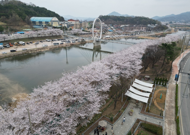 상주시, 왕벚나무 개화 시작으로 본격 봄 도래 알려