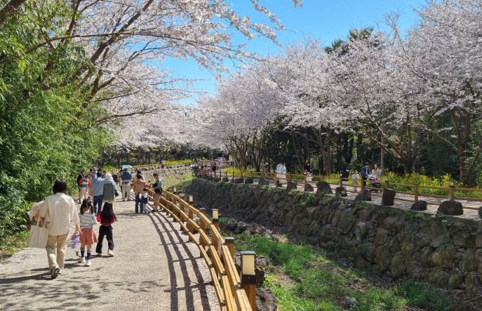 서귀포시, 웃물교에 흐르는 분홍빛 물결 봄을 만끽해 보세요