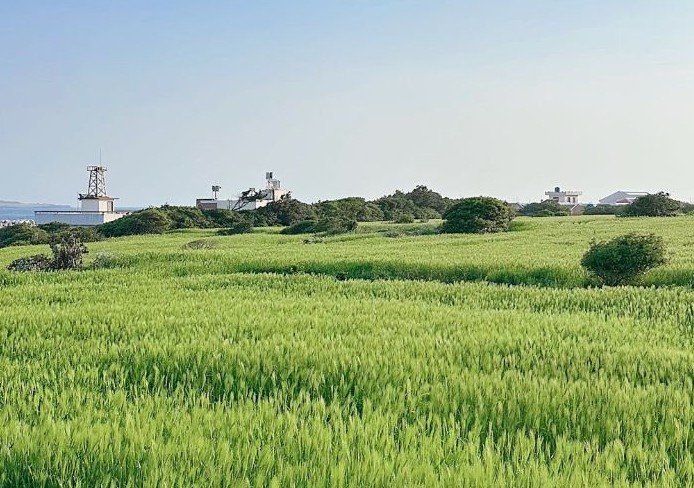 서귀포시, 초록빛 바다위를 걷는다 '제15회 가파도 청보리 축제' 개최