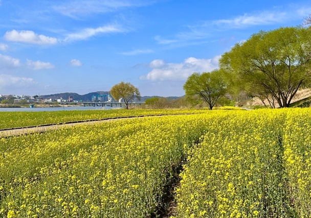 노란 봄빛 물든 유채꽃 향연 ‘2026 나주방문의 해’ 관광객 맞이