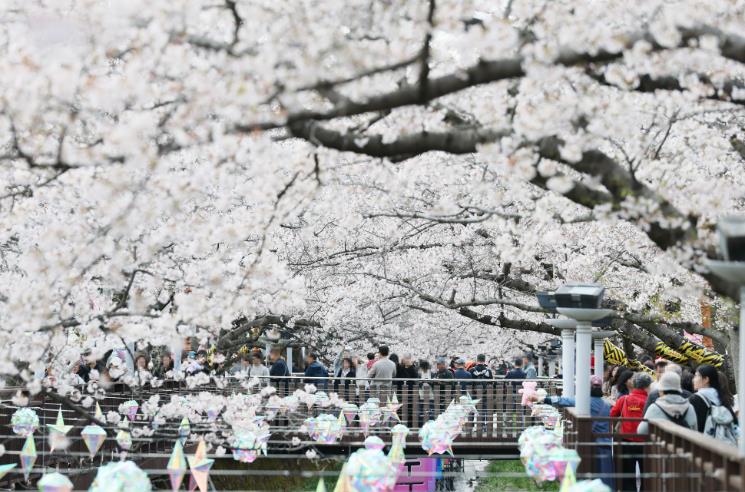 창원시 진해군항제, 주요 벚꽃 명소 개화 현황 안내로 관광객 만족도 높인다
