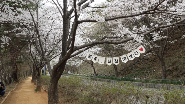 봄꽃 가득한 보령으로... 주산벚꽃축제·옥마산봄꽃축제 4월 11일 개최
