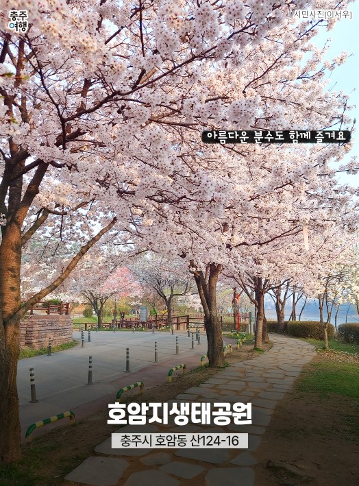 충주시, 벚꽃 명소 ‘다 모아봄’… 이번 주말부터 핑크빛 향연