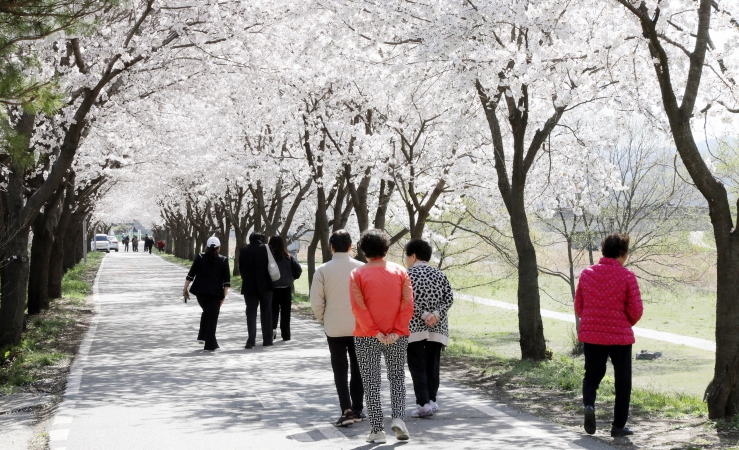 안성에 봄이 내려앉았다‥"벚꽃 만개, 이번 주 절정"