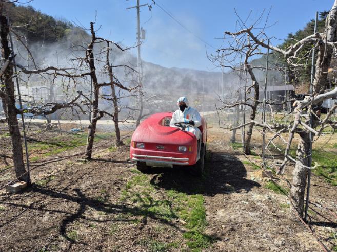 영주시, 과수화상병 선제 대응... 개화기 3회 방제 강화
