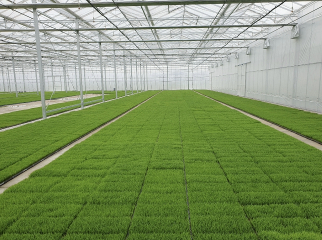 고품질 여주쌀 생산을 위한 볍씨소독 및 적기 못자리 설치