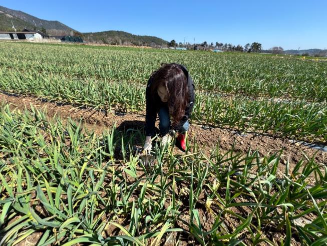 장흥군, 양파·마늘 재배지 생육관리 당부