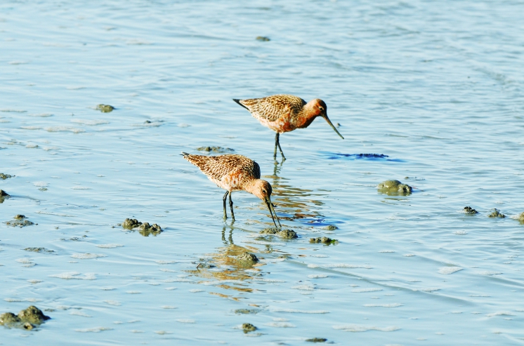 도요새·농게가 깨운 봄, 순천만 4월 생태체험 프로그램 운영