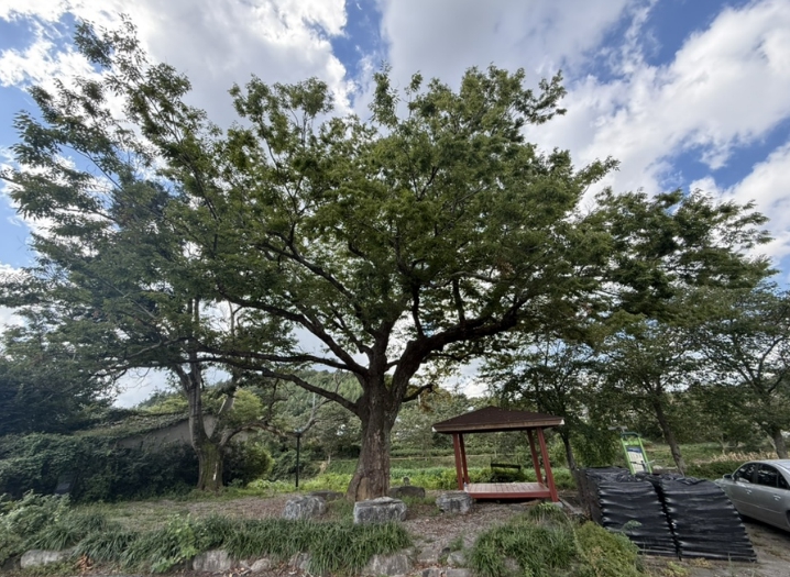보호수 전국 최다 보유 화순군, 보호수 정비사업 본격 추진
