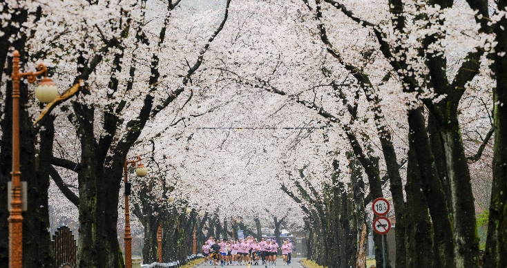 진안군, 우중(雨中) 속 신비로운 벚꽃 러닝.. '2026 진안 벚꽃&웰니스 힐링 런트립' 성료