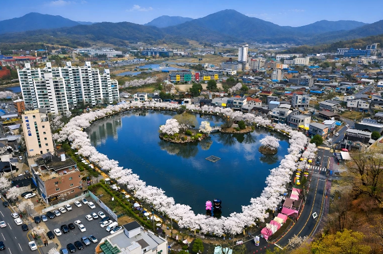 김천시 연화지 벚꽃 축제, ‘3無축제’ 정착으로 내실 다지다