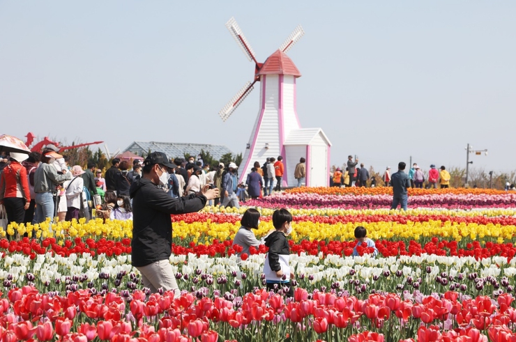 신안군, 제16회 섬 튤립축제 개막