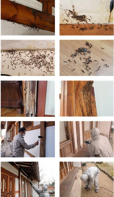 "한옥 '흰개미 방제' 5월까지 신청하세요"…서울시, 맞춤방제로 피해 차단