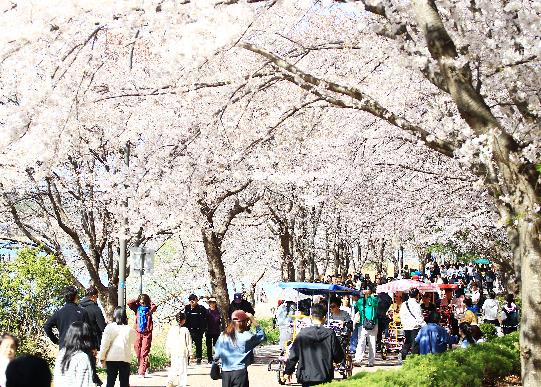 속초시 자연·힐링·문화 어우러진 ‘2026 영랑호 벚꽃축제’ 성료