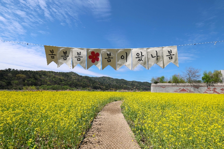“벚꽃 다음 여기로” 광산구 황룡강생태정원 유채꽃 만발