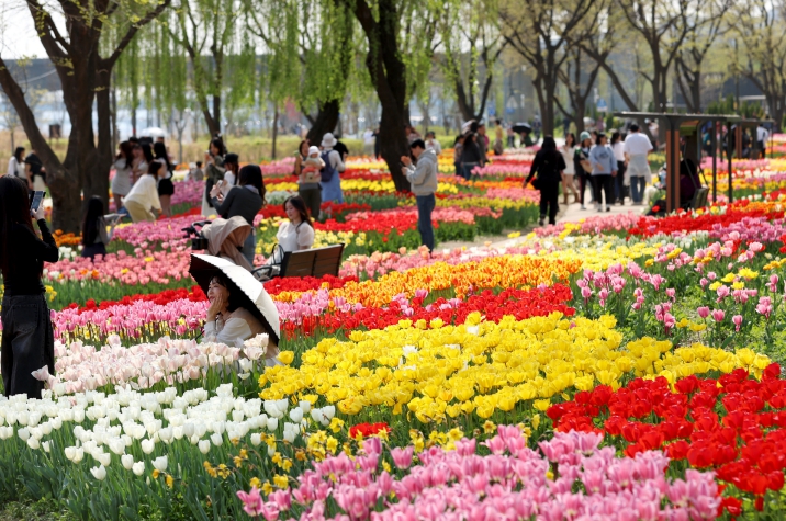 성동구, 튤립 만개한 중랑천 산책로... 피크닉 정원도 새단장
