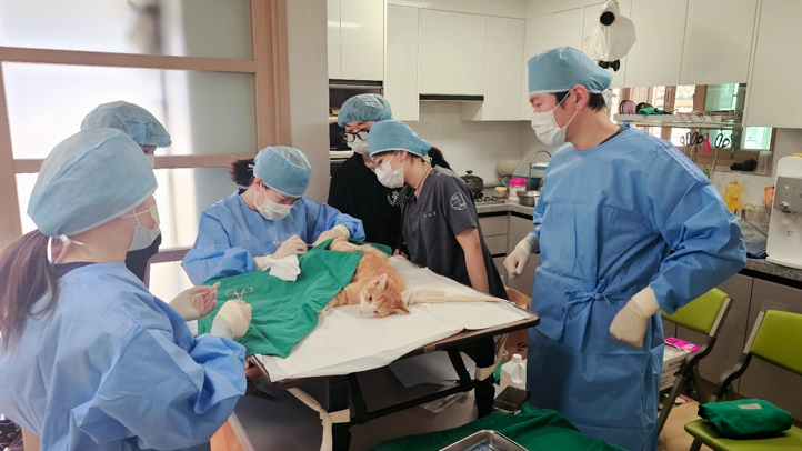 청주시, 2025년 상반기 길고양이 중성화사업 실시