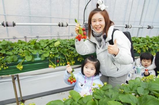 중랑의 꿈나무들, 도시 농부되다! 중랑구, 어린이 친환경텃밭 딸기체험 실시