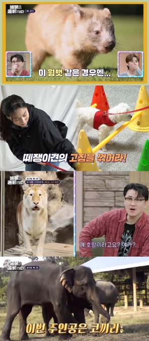 '동물은 훌륭하다' 은지원X장도연X데프콘 홀린 치명적 '트월킹' 장인이 떴다! 