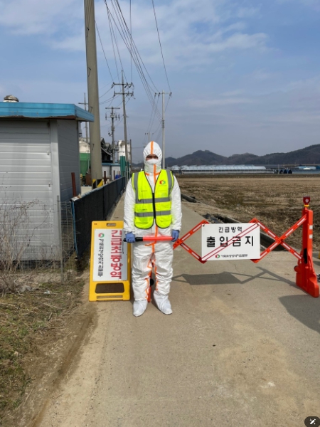 충남 천안 산란계 농장 고병원성 조류인플루엔자 확진에 따라 방역 강화