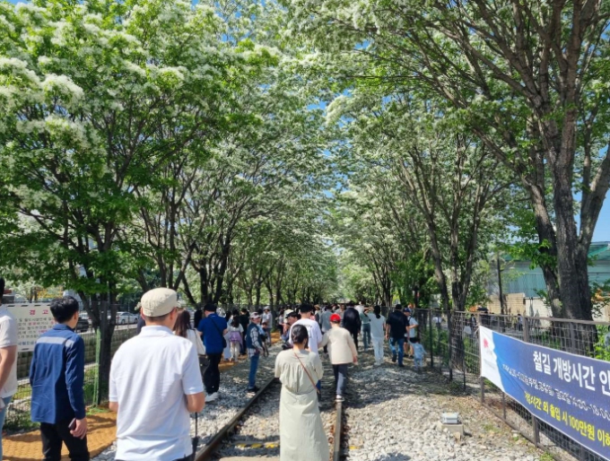 전주시 팔복동 철길, 이팝나무꽃 개화기 전면 개방