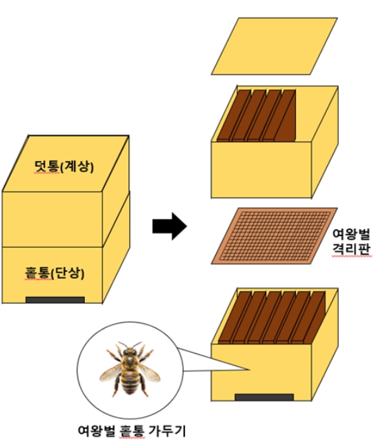 농촌진흥청, "여왕벌 세대교체" 양봉 농가 생산성 좌우