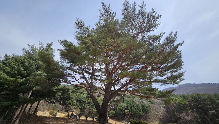 정선군 남면 문곡리 300년 소나무, 산림청 ‘2025 올해의 나무’선정