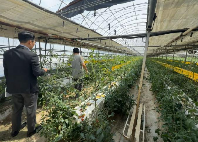 순천시, 토마토뿔나방 차단을 위한 예찰 및 방제 강화
